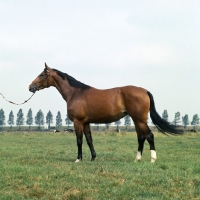 Picture of Hestra, East Friesian mare