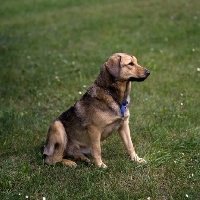 Picture of Hetty vom schindbach, austrian shorthaired pinscher sitting