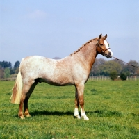 Picture of hever lyric, welsh pony (section b) stallion