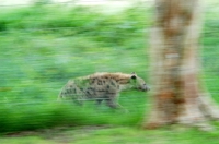 Picture of Heyna running