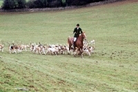 Picture of heythrop hunt, huntsman with foxhounds