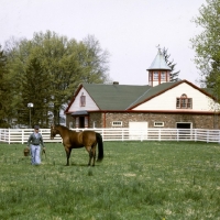Picture of high ideal,  standardbred, with handler catching him in stallion paddock at almahurst farm kentucky