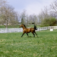 Picture of high ideal, standardbred, cantering exuberantly in stallion paddock at almahurst farm kentucky