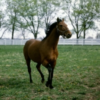 Picture of high ideal, standardbred, first son of bret hanover, trotting towards camera at almahurst farm kentucky
