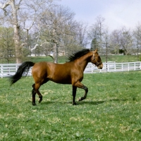Picture of high ideal, standardbred, first son of bret hanover, trotting in stallion paddock at almahurst farm kentucky