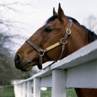 Picture of high ideal, standardbred, head study, wearing head collar with nameplate