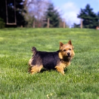 Picture of high pines plum wild, black and tan norwich terrier standing in a field