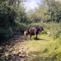 Picture of higher tor sunrise, dartmoor mare walking with foal by river webburn at widecome
