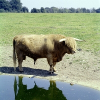 Picture of highland bull standing near water, whipsnade