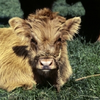 Picture of highland calf lying on grass