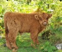 Picture of Highland calf