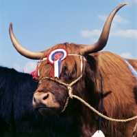 Picture of highland cattle at a show