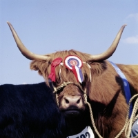 Picture of highland cattle cow with rosettes