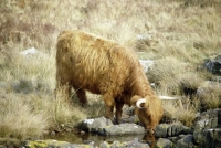 Picture of highland cattle drinking