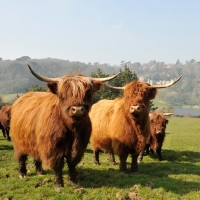 Picture of highland cattle in field
