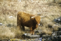 Picture of highland cattle licking nose