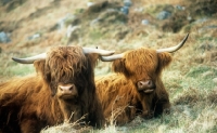 Picture of highland cattle lying in grass on holy island