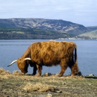 Picture of highland cattle on eriskay island