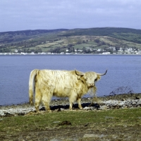 Picture of highland cow eating hay on holy island, scotland