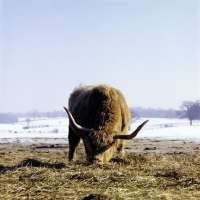 Picture of highland cow eating in snowy scene