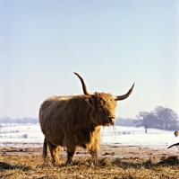 Picture of highland cow eating straw in snow landscape