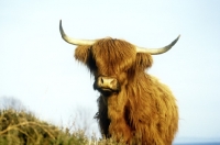 Picture of highland cow on eriskay island looking at camera