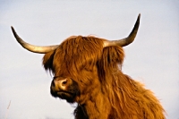 Picture of highland cow on eriskay island