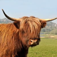 Picture of highland cow, portrait