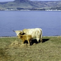 Picture of highland cow with her calf on holy island, scotland