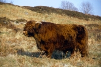 Picture of highland cow