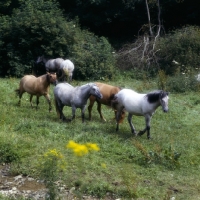 Picture of Highland Ponies at Nashend walking in a meadow high angle view 