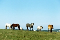 Picture of highland ponies from carrick stud, scotland