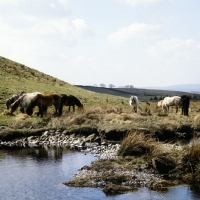 Picture of Highland Ponies grazing on the moors in Scotland