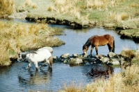 Picture of highland ponies in a stream at carrick stud, scotland