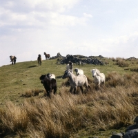 Picture of Highland Ponies, one being led, streaming over a hill on the Scottish moors