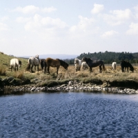 Picture of Highland Ponies standing beside pond on Scottish moors