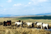 Picture of highland ponies walking on a moor in scotland