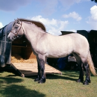 Picture of Highland Pony at show beside horse box 