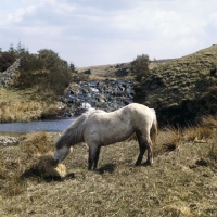 Picture of Highland Pony eating hay on the moors in Scotland