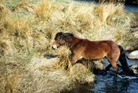 Picture of highland pony leaving a stream at carrick stud, scotland