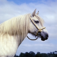 Picture of Highland Pony mare head and shoulders 