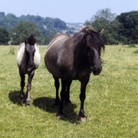 Picture of Highland Pony mare walking with foal