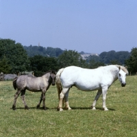 Picture of Highland Pony mare with her foal at nashend stud