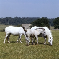 Picture of Highland Pony mares with foal at Nashend Stud