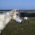 Picture of Highland Pony on scottish moor in spring, head study 