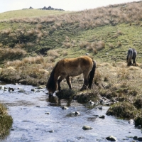 Picture of Highland Pony with exmoor colouring drinking from stream on moors in scotland