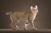 Picture of Highlander on brown background, 5 month Bronze Spotted Tabby Highlander Male Kitten.