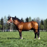 Picture of Hillaire  Freiberger stallion in field in Switzerland