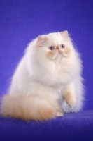 Picture of Himalayan (aka colourpoint persian)