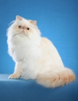 Picture of Himalayan (aka Persian) on blue background